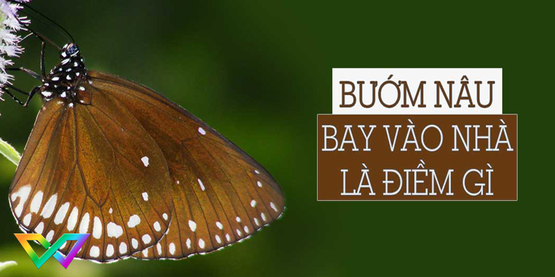 giải mã giấc mơ bướm bay vào nhà