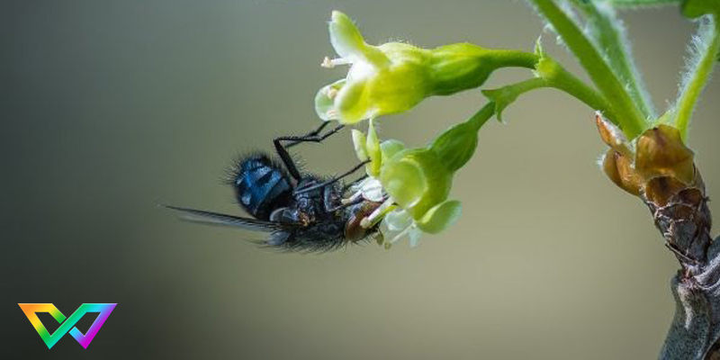 mo-thay-ruoi-danh-con-gi-de-trung