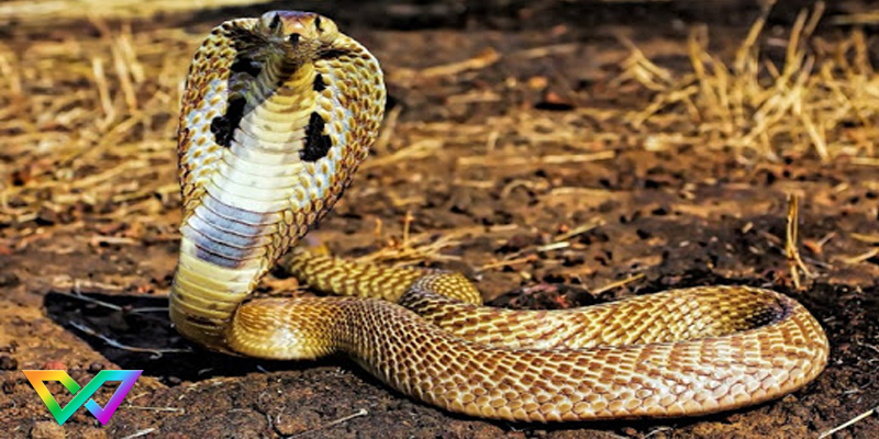 nam-mo-thay-ran-ho-mang-la-tot-hay-xau