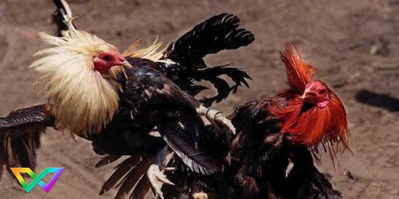 kinh-nghiem-choi-da-ga-cua-dao-2