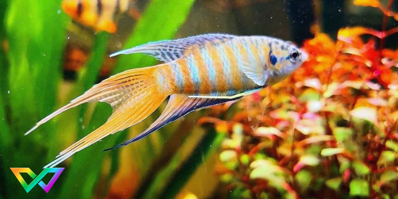 mo-thay-ca-co-la-diem-bao-gi