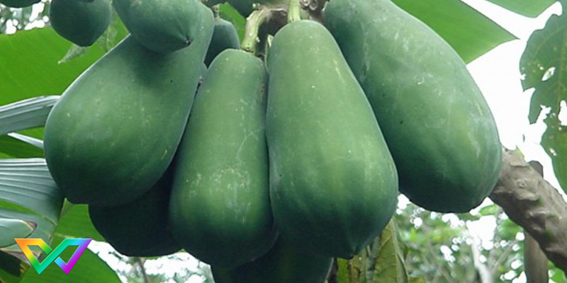 mo-thay-du-du-la-diem-bao-gi-3