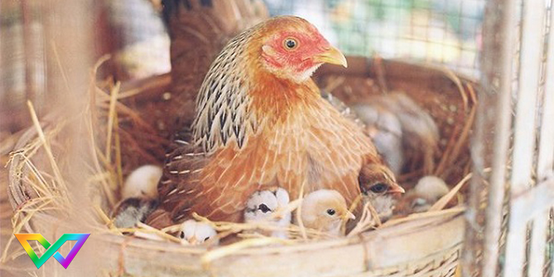 mo-thay-ga-nen-danh-con-gi-de-trung