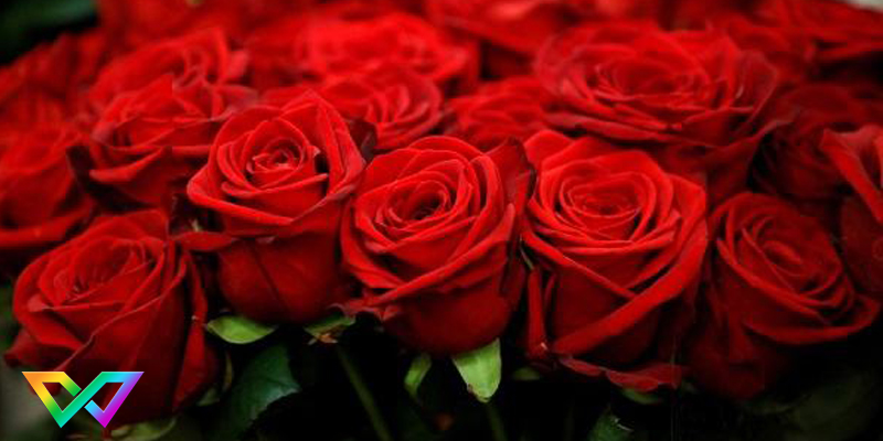 mo-thay-hoa-la-diem-bao-gi-3