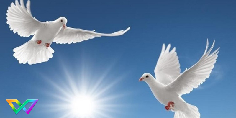 giai-ma-giac-mo-mo-thay-bo-cau-la-diem-gi-3