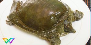 mo-thay-ba-ba-la-diem-bao-gi-1